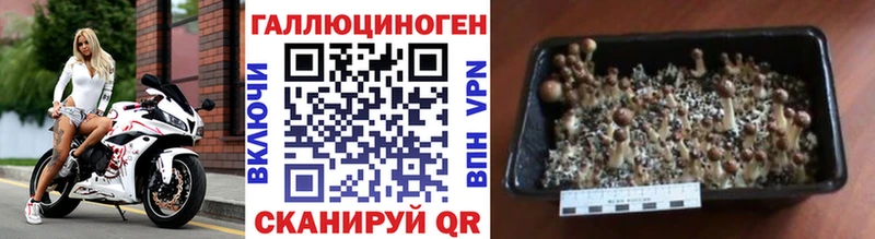 omg tor купить цена Николаевск-на-Амуре Псилоцибиновые грибы Psilocybe